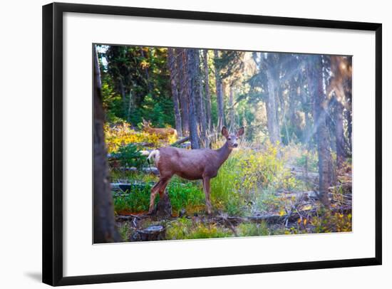 Deer Standing in Sunshine in Forest. Yellowstone National Park, Wyoming.-Lynn Y-Framed Photographic Print