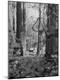 Photographic Print