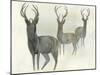 Deer Trio-Beverly Dyer-Mounted Art Print