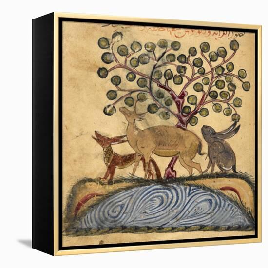 Deer-type, Rabbit and Fox, Standing Over Water-Aristotle ibn Bakhtishu-Framed Premier Image Canvas