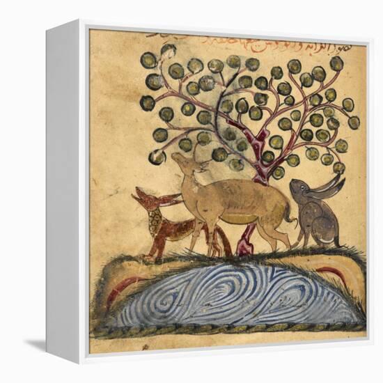 Deer-type, Rabbit and Fox, Standing Over Water-Aristotle ibn Bakhtishu-Framed Premier Image Canvas