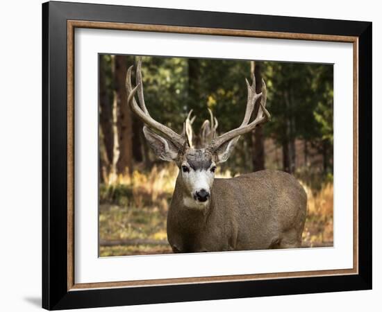 Deer Watch I-Ozana Sturgeon-Framed Photographic Print