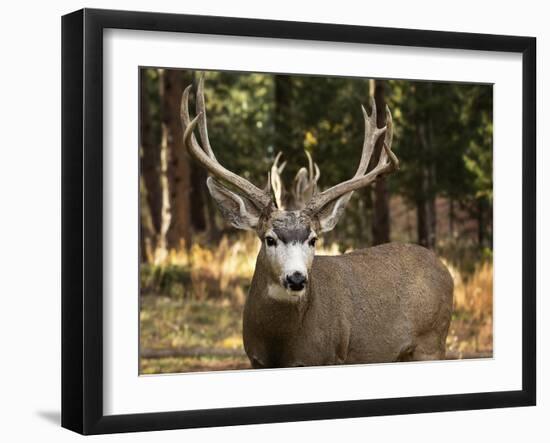 Deer Watch I-Ozana Sturgeon-Framed Photographic Print