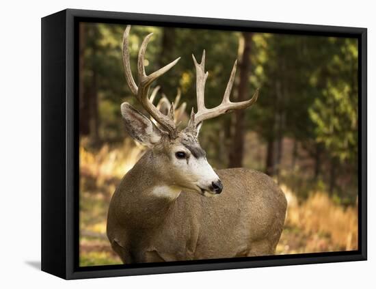 Deer Watch II-Ozana Sturgeon-Framed Premier Image Canvas