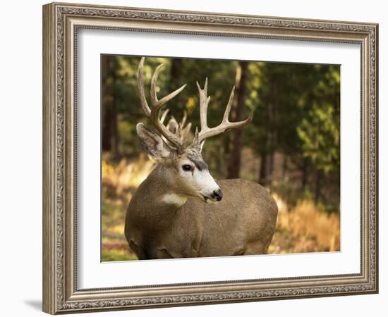 Deer Watch II-Ozana Sturgeon-Framed Photographic Print