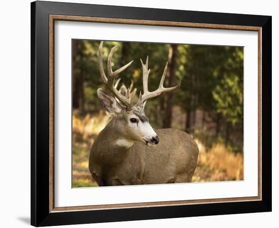 Deer Watch II-Ozana Sturgeon-Framed Photographic Print