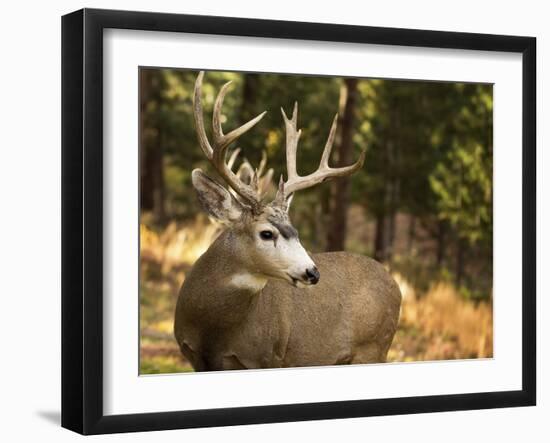 Deer Watch II-Ozana Sturgeon-Framed Photographic Print