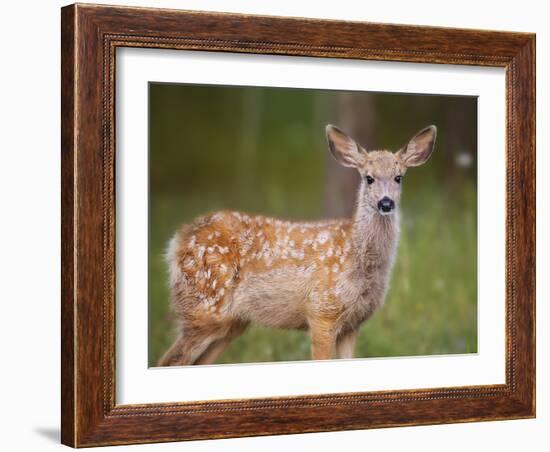 Deer Watch III-Ozana Sturgeon-Framed Photographic Print