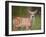 Deer Watch III-Ozana Sturgeon-Framed Photographic Print