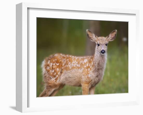 Deer Watch III-Ozana Sturgeon-Framed Photographic Print