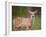 Deer Watch III-Ozana Sturgeon-Framed Photographic Print