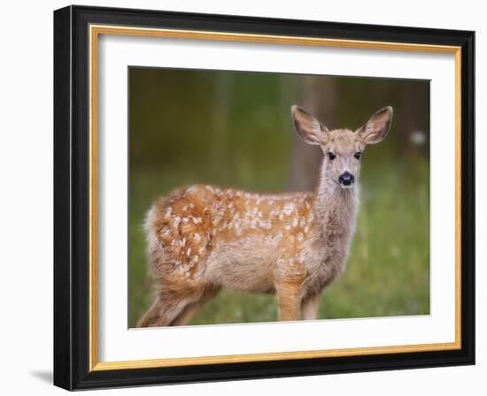 Deer Watch III-Ozana Sturgeon-Framed Photographic Print