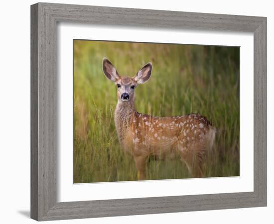 Deer Watch IV-Ozana Sturgeon-Framed Photographic Print