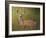 Deer Watch IV-Ozana Sturgeon-Framed Photographic Print