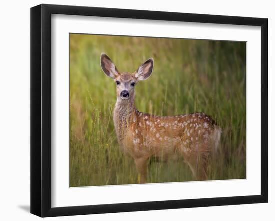 Deer Watch IV-Ozana Sturgeon-Framed Photographic Print