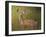 Deer Watch IV-Ozana Sturgeon-Framed Photographic Print