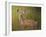 Deer Watch IV-Ozana Sturgeon-Framed Photographic Print