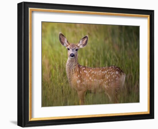 Deer Watch IV-Ozana Sturgeon-Framed Photographic Print