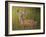 Deer Watch IV-Ozana Sturgeon-Framed Photographic Print