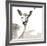 Deer-Philippe Debongnie-Framed Art Print