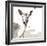 Deer-Philippe Debongnie-Framed Art Print