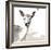 Deer-Philippe Debongnie-Framed Art Print