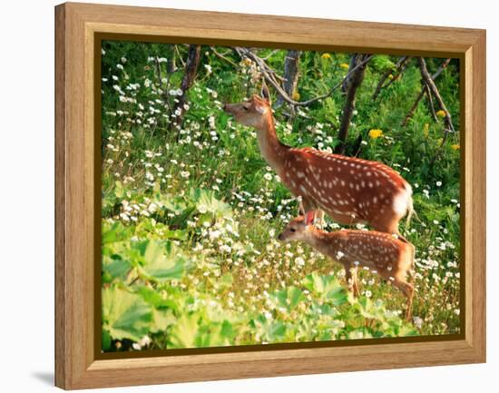 Deer-null-Framed Premier Image Canvas