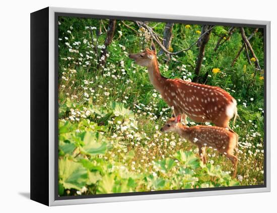 Deer-null-Framed Premier Image Canvas