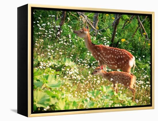 Deer-null-Framed Premier Image Canvas