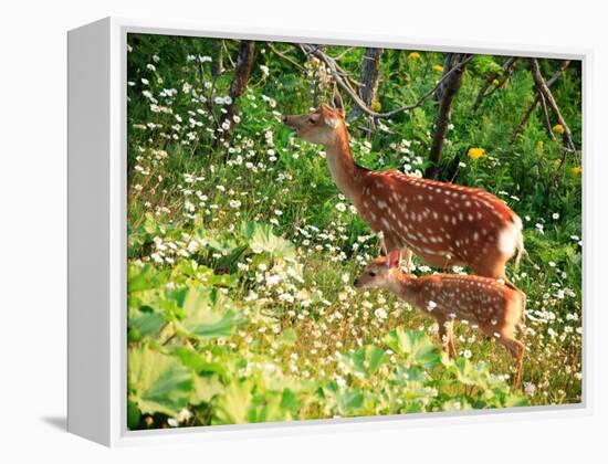 Deer-null-Framed Premier Image Canvas