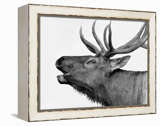 Deer-PhotoINC-Framed Premier Image Canvas