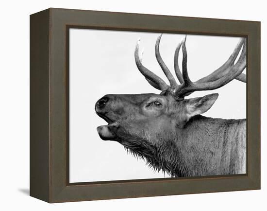 Deer-PhotoINC-Framed Premier Image Canvas