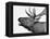 Deer-PhotoINC-Framed Premier Image Canvas