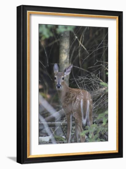 Deer-Jeff Rasche-Framed Photographic Print