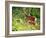 Deer-null-Framed Photographic Print