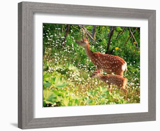 Deer-null-Framed Photographic Print