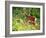 Deer-null-Framed Photographic Print