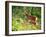 Deer-null-Framed Photographic Print