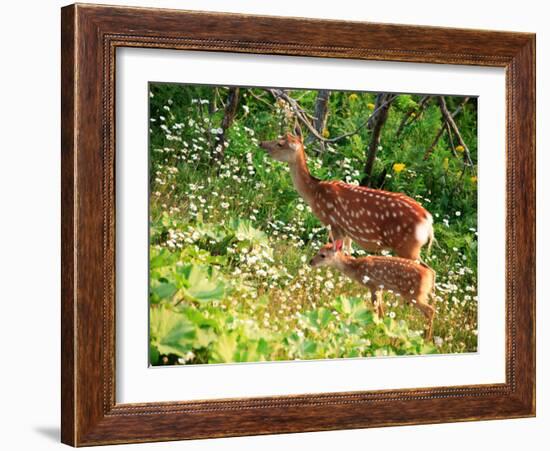 Deer-null-Framed Photographic Print