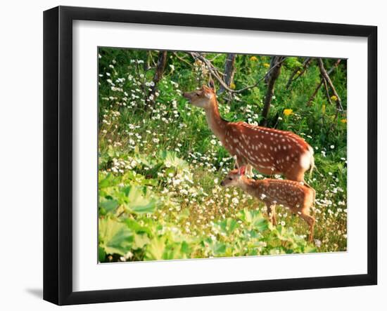 Deer-null-Framed Photographic Print