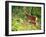 Deer-null-Framed Photographic Print