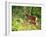 Deer-null-Framed Photographic Print