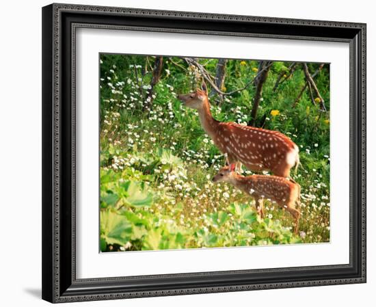 Deer-null-Framed Photographic Print