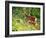 Deer-null-Framed Photographic Print