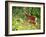 Deer-null-Framed Photographic Print