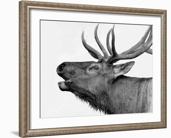 Deer-PhotoINC-Framed Photographic Print