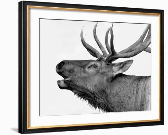 Deer-PhotoINC-Framed Photographic Print