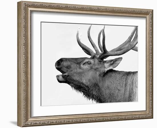 Deer-PhotoINC-Framed Photographic Print