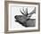 Deer-PhotoINC-Framed Photographic Print