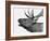 Deer-PhotoINC-Framed Photographic Print